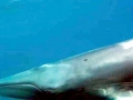 Omura's Whale