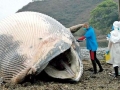Omura's Whale