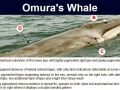 Omura's Whale