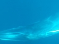 Omura's Whale
