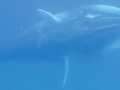 Omura's Whale