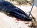 Omura's Whale