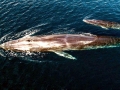 Omura's Whale