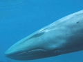 Omura's Whale