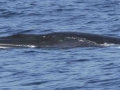 Omura's Whale