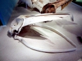 Omura's Whale