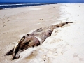 Omura's Whale