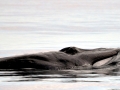 Omura's Whale