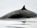 Omura's Whale