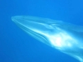 Omura's Whale
