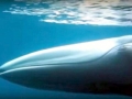 Omura's Whale