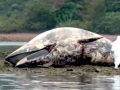 Omura's Whale