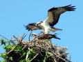 Osprey