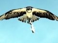 Osprey