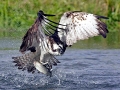 Osprey