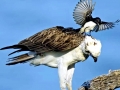 Osprey