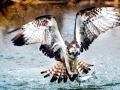 Osprey