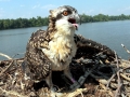 Osprey
