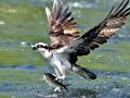 Osprey