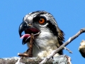 Osprey