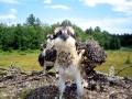 Osprey