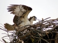 Osprey