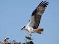 Osprey