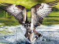 Osprey