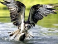 Osprey