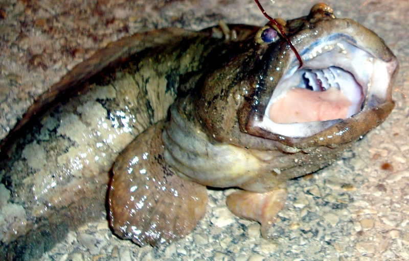 Oyster Toadfish – OCEAN TREASURES Memorial Library