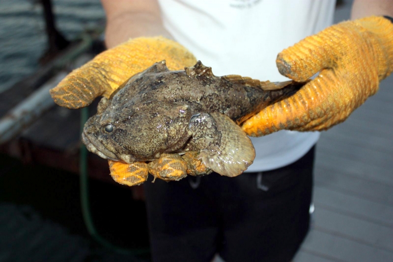 Oyster Toadfish – OCEAN TREASURES Memorial Library