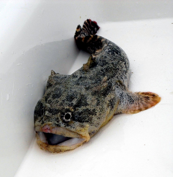 oyster-toadfish-ocean-treasures-memorial-library