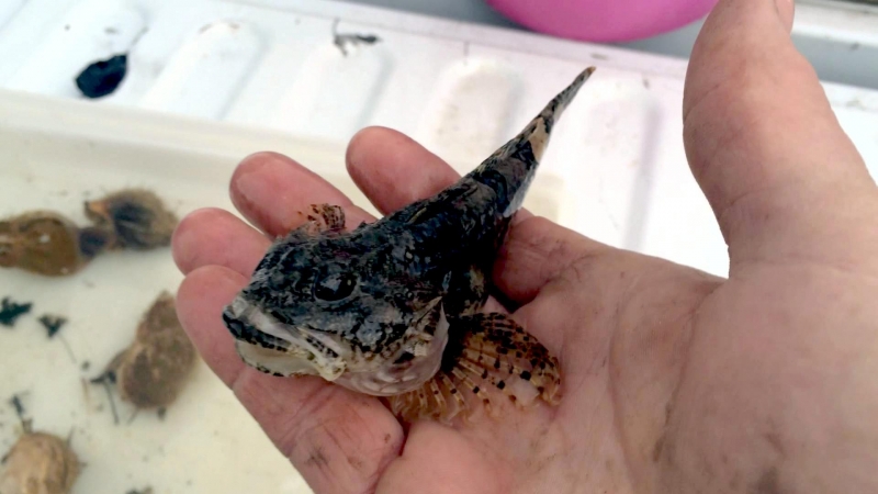 oyster-toadfish-ocean-treasures-memorial-library