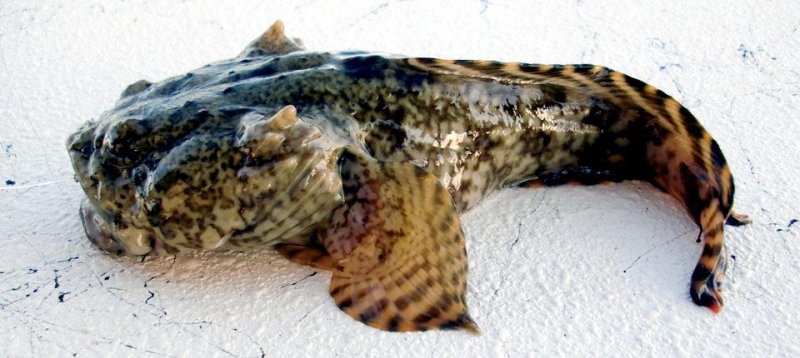 oyster-toadfish-ocean-treasures-memorial-library