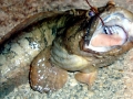 Oyster Toadfish