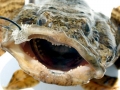 Oyster Toadfish