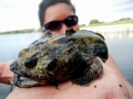 Oyster Toadfish