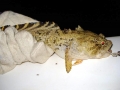 Oyster Toadfish