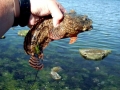 Oyster Toadfish