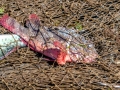 Oyster Toadfish