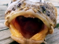 Oyster Toadfish
