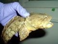 Oyster Toadfish