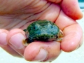 Oyster Toadfish