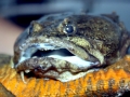 Oyster Toadfish