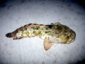 Oyster Toadfish