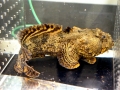 Oyster Toadfish