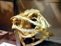 Oyster Toadfish
