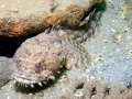 Oyster Toadfish