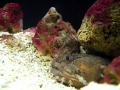 Oyster Toadfish