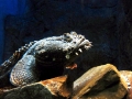 Oyster Toadfish